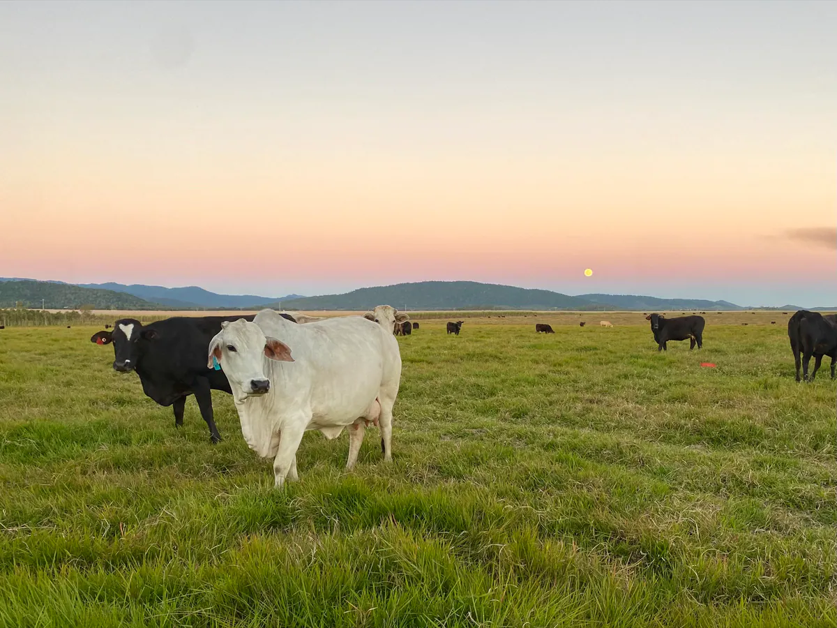 Cattle grazing in a paddock at dusk