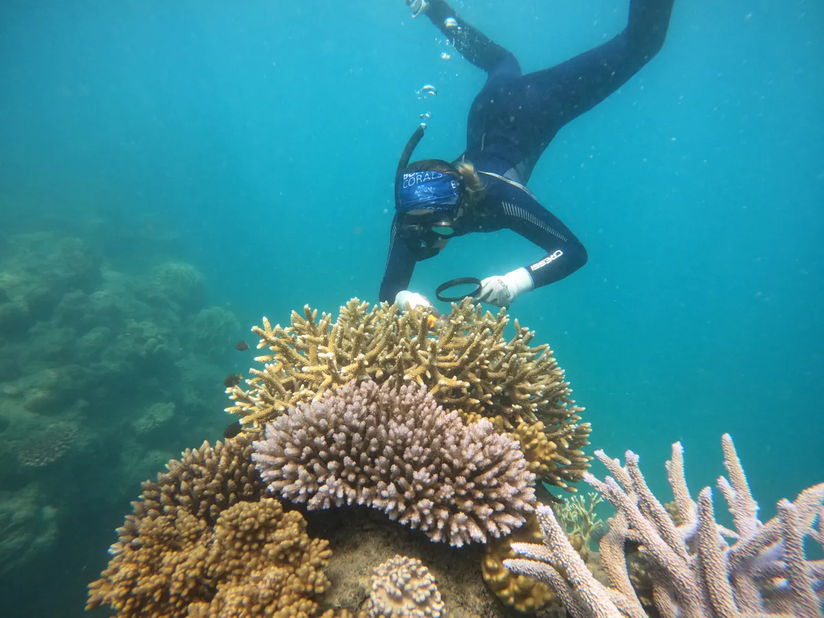 A diver checking coral on the reef