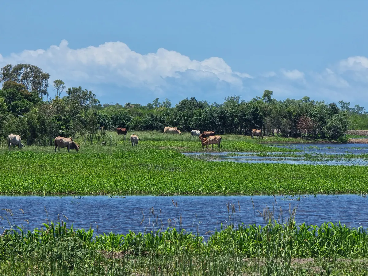 A wetland in the wet season