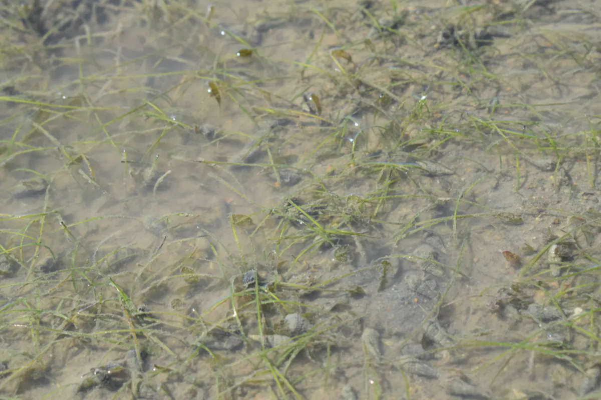 Seagrass in the shallows at Seaforth